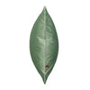 Scatterbox Bellini Velour Cushion Sage