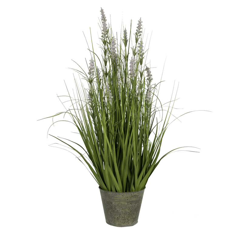 Decorative Lavender Plant