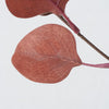 Decorative branch Assortment