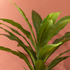 Stylish Dracaena With Pot 65cm for Indoor Spaces
