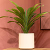 Dracaena With Pot 65cm Adds a Fresh Touch to Home Decor
