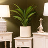 Stunning Dracaena With Pot 65cm Enhances Home Accessories
