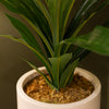 Potted Plant for Home Decor: Elevate Your Space