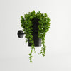 Contemporary lighting Sollux Lighting Wall Lamp KUKKIA Black
