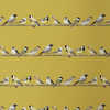 Ochre Yellow Parakeet Birds Wallpaper
